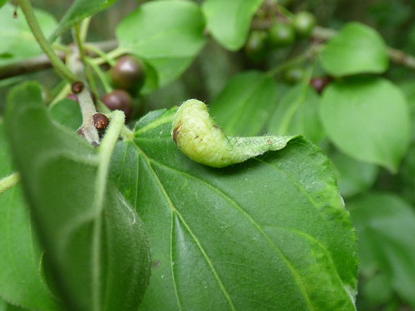 Jumping Plant Louse - Trichochermes walkeri 110922 (2).JPG