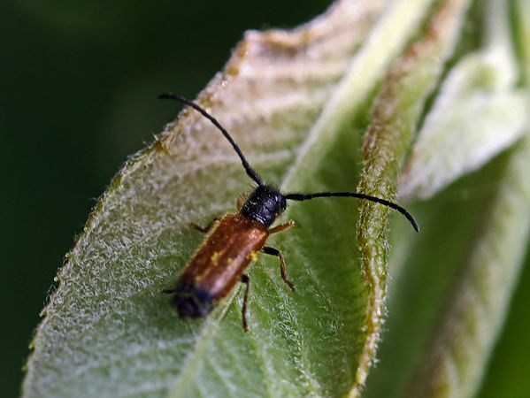 Plum Longhorn Beetle - Tetrops praeustus (FILEminimizer).JPG