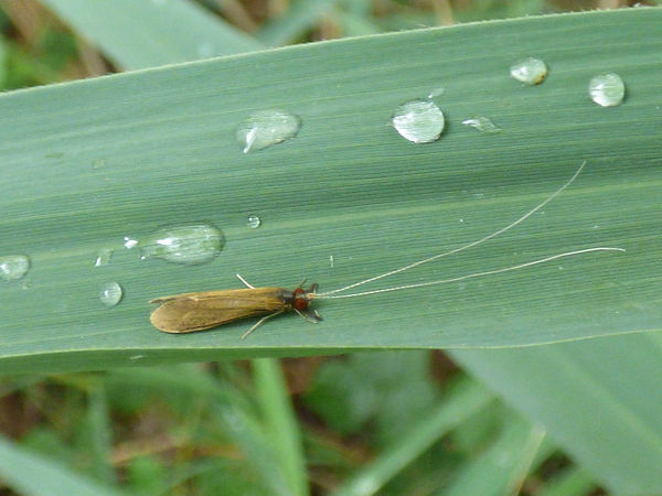 Caddis Mystacides longicornis 240722 (3) (FILEminimizer).JPG