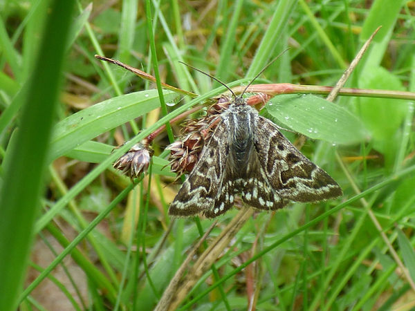 Moth Mother Shipton 290522 (3) (FILEminimizer).JPG