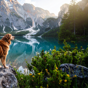 5 Signs Your Dog or Cat Might Have Arthritis (and What You Can Do)