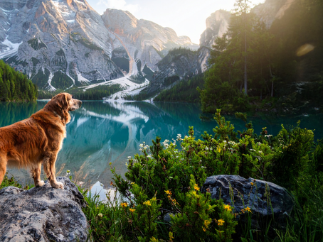 5 Signs Your Dog or Cat Might Have Arthritis (and What You Can Do)