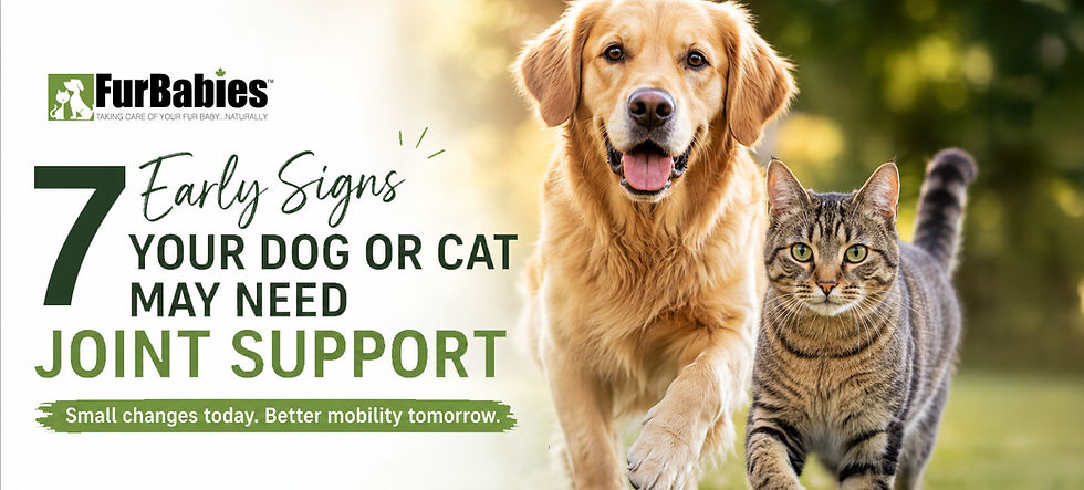 7 Early Signs Your Dog or Cat May Need Joint Support