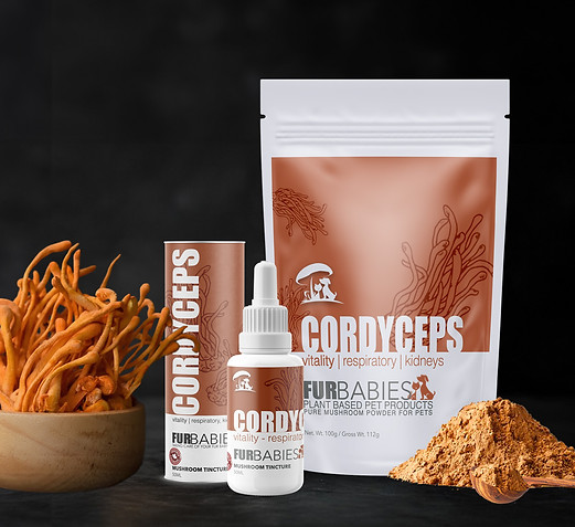 CORDYCEPS