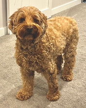 Rex