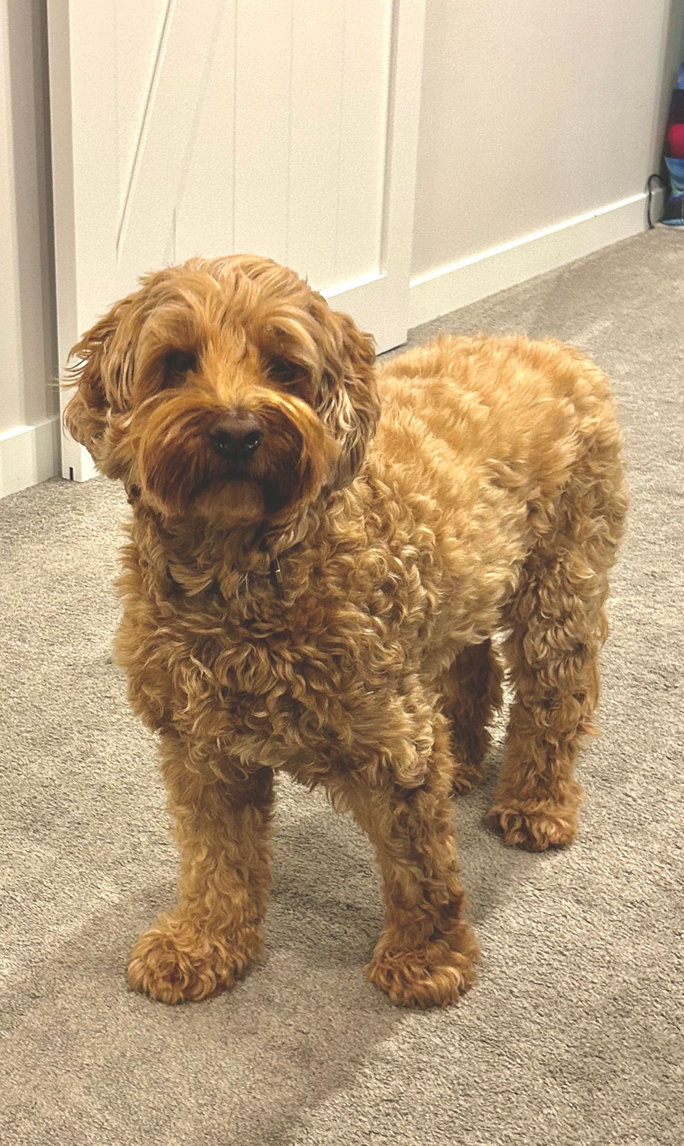 Rex