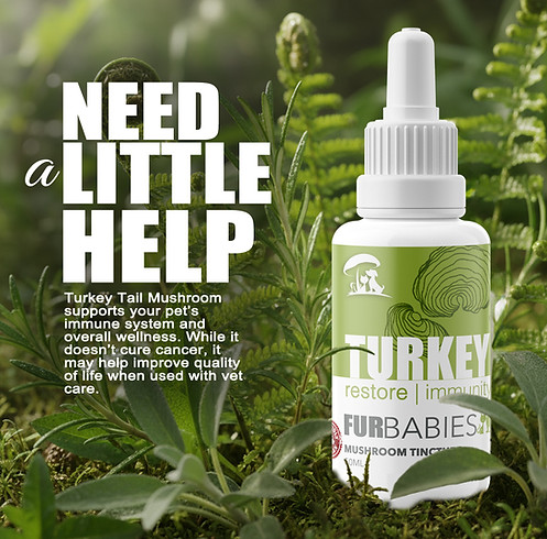 turkey tail oral drops