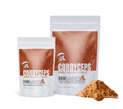 Cordyceps Mushroom powder 50 & 100 gram bags