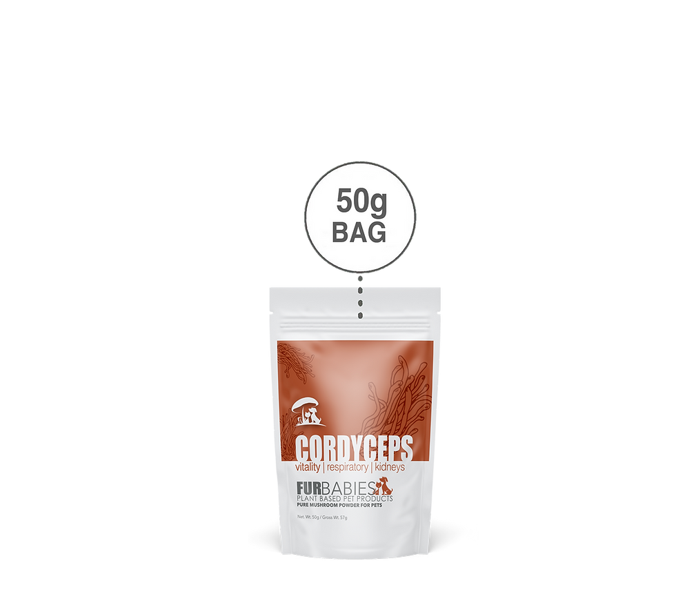 Thumbnail: CORDYCEPS - 100% Fruiting Body
