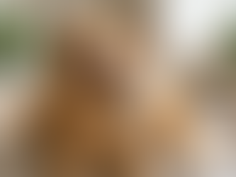 Cat and dog smiling for camera