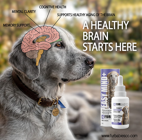k9 brain.jpg