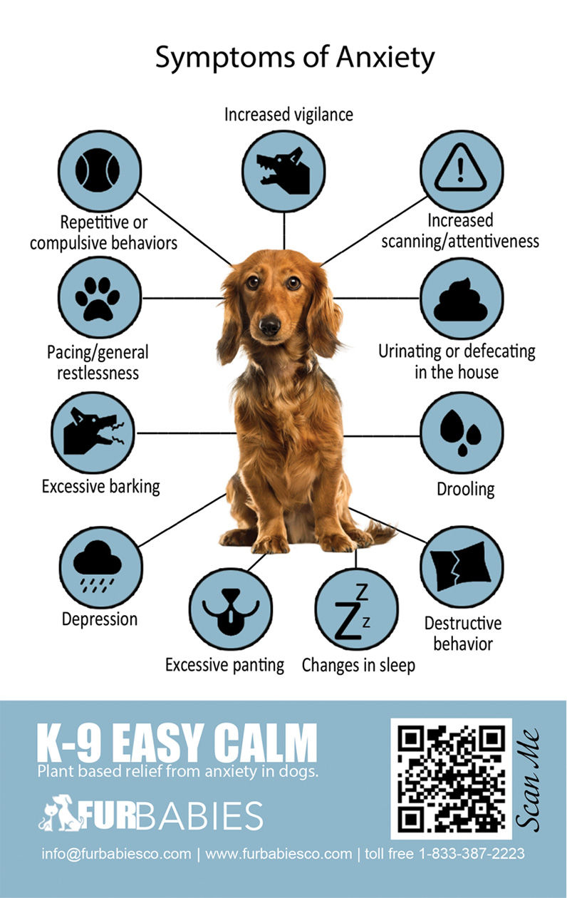 Image showing how to spot signs of anxiety in your dog