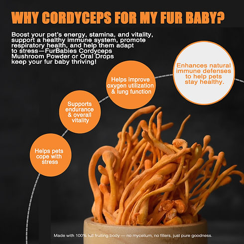 cordyceps benifits