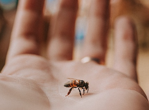 Liquid stingless bee honey which does not crystallise