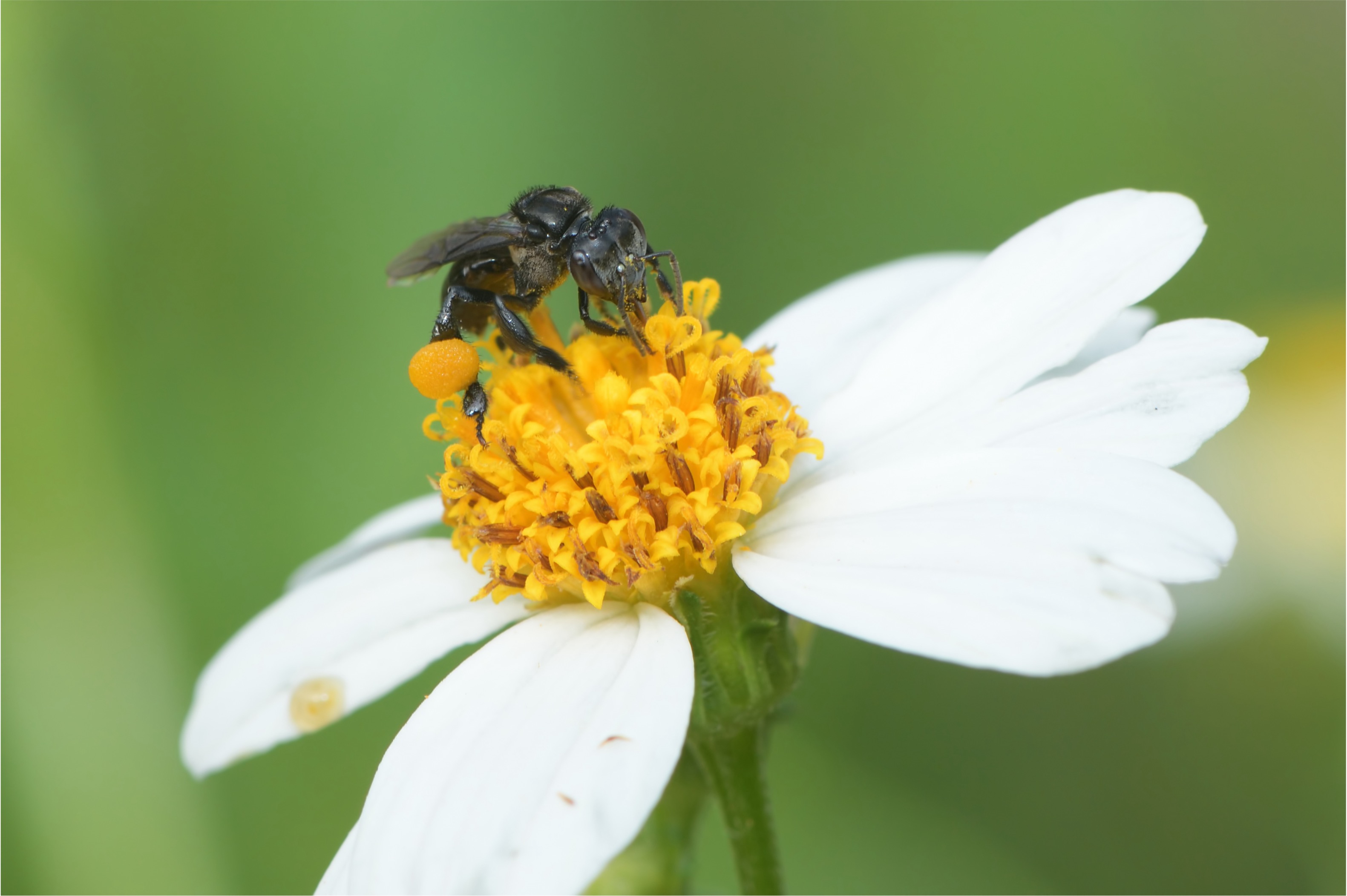 Raw stingless bee honey