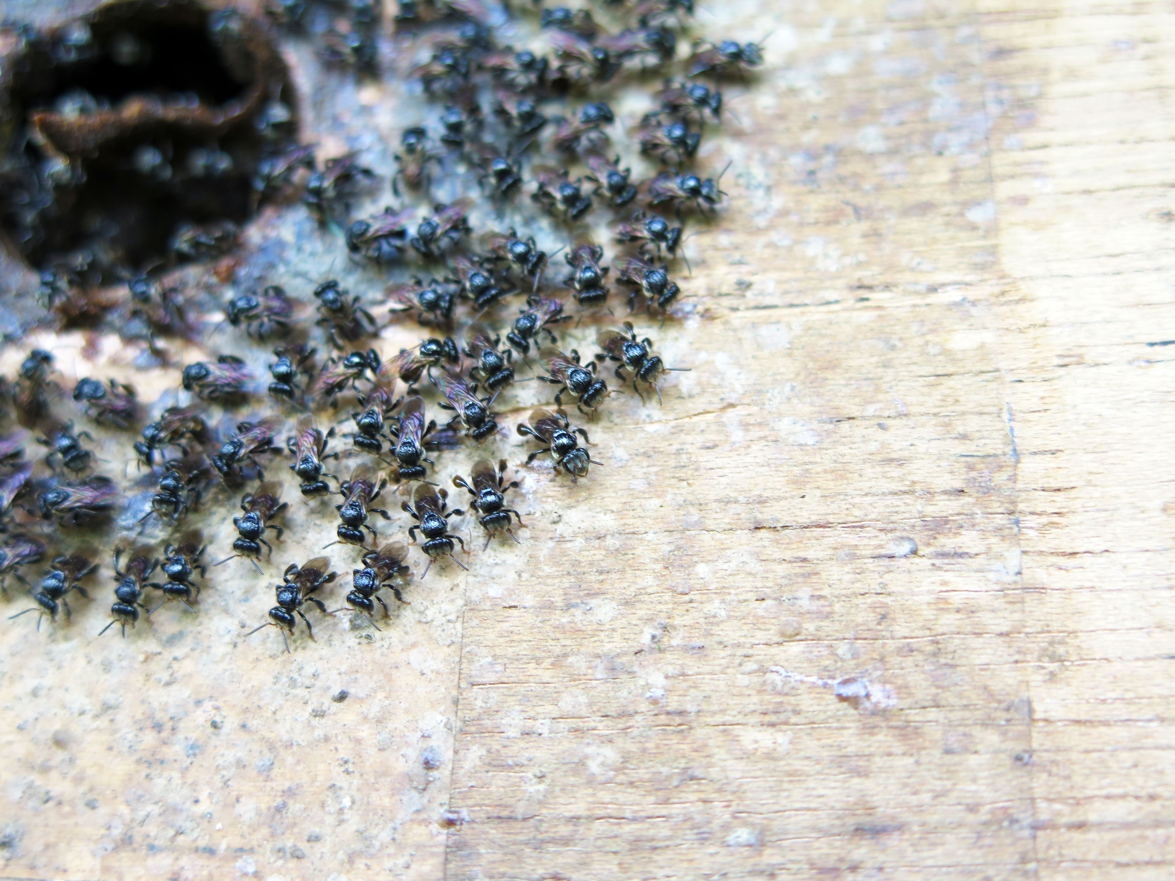 Stingless bee hive box on a farm