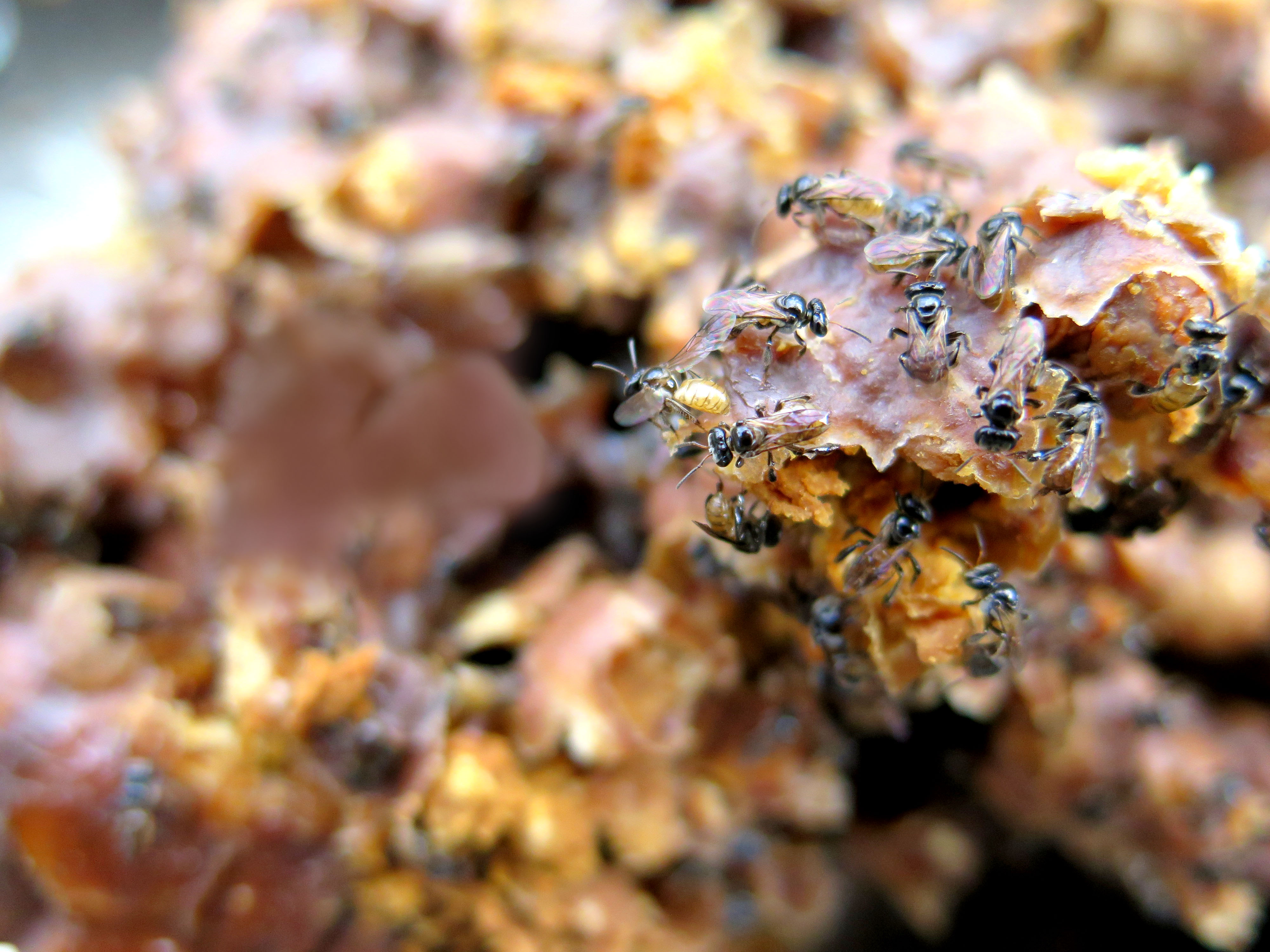 Trigona stingless bees at a hive
