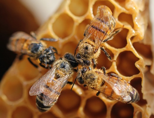 Crystallised honey in a jar