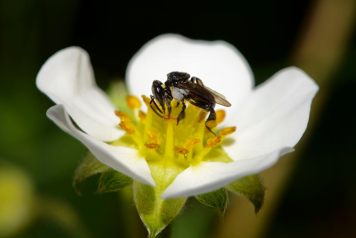 Stingless bees maintaining the entrance to their nest