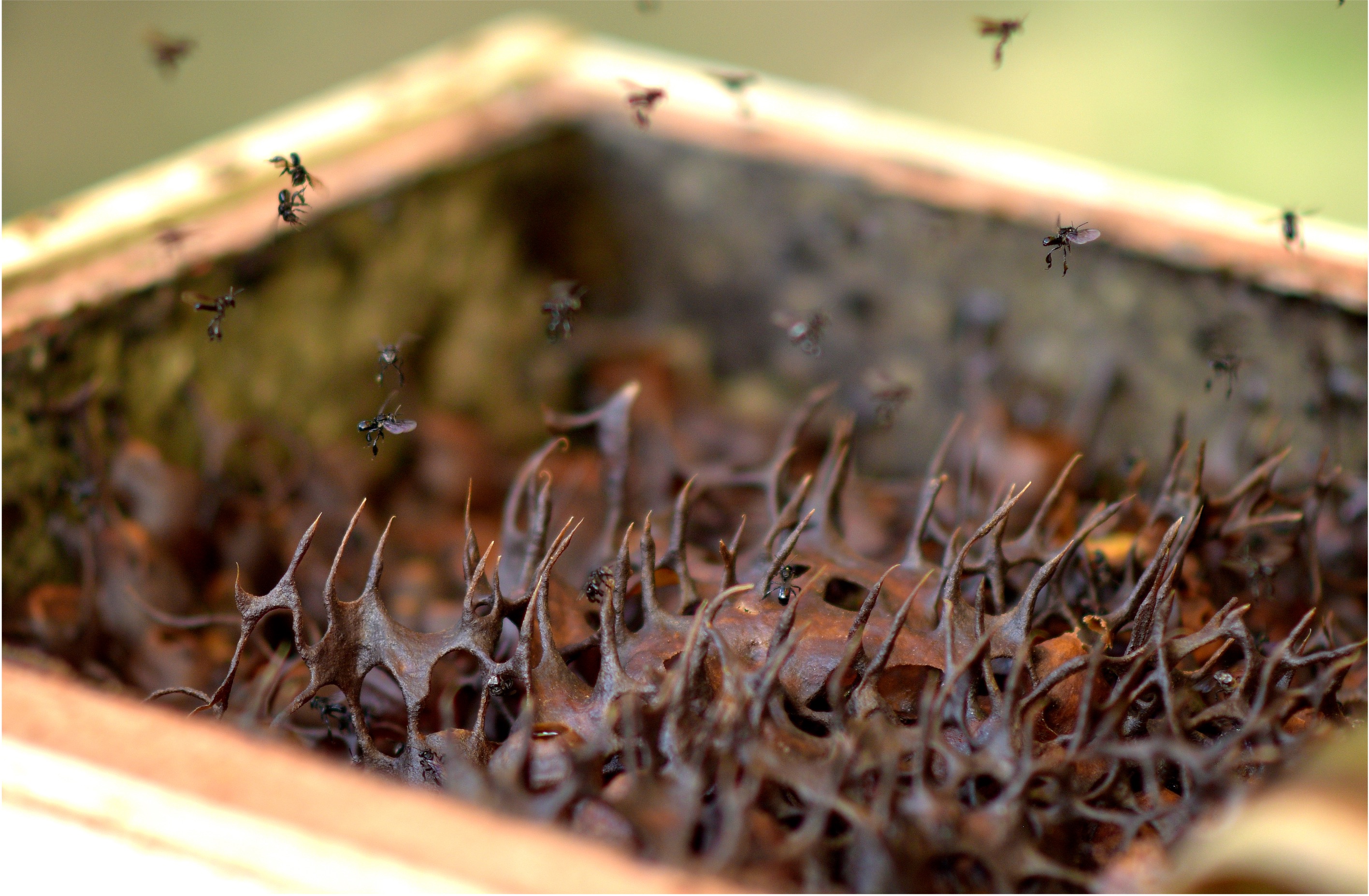 Raw stingless bee honey being harvested