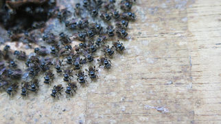 スティングレスビーハニー（無針蜂蜜）とは？