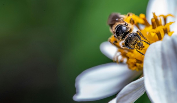 Beekeeper inspecting hives
