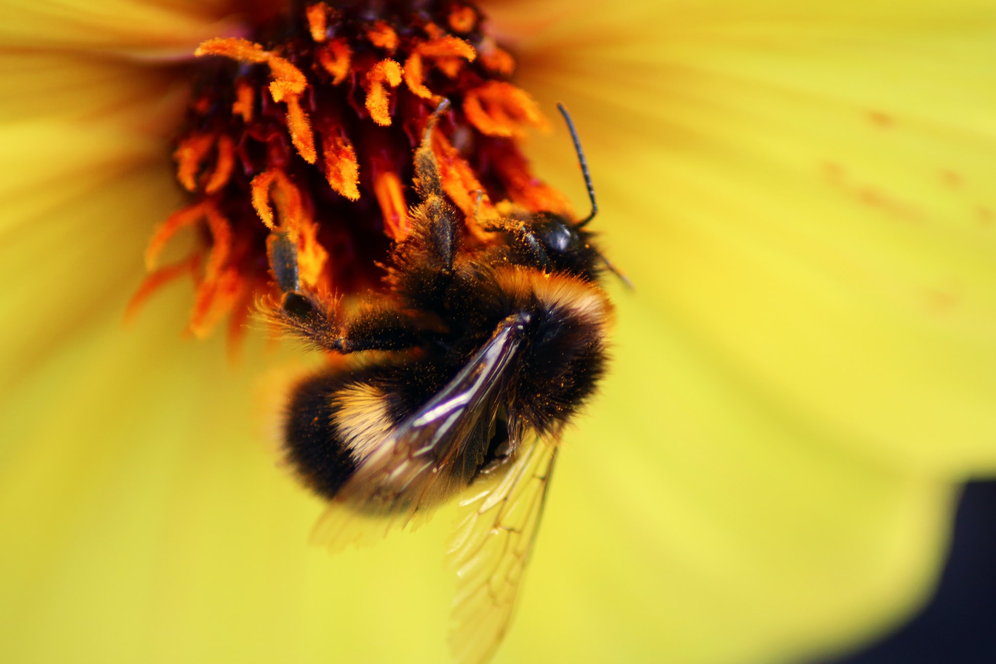 A stingless bee foraging on a flower
