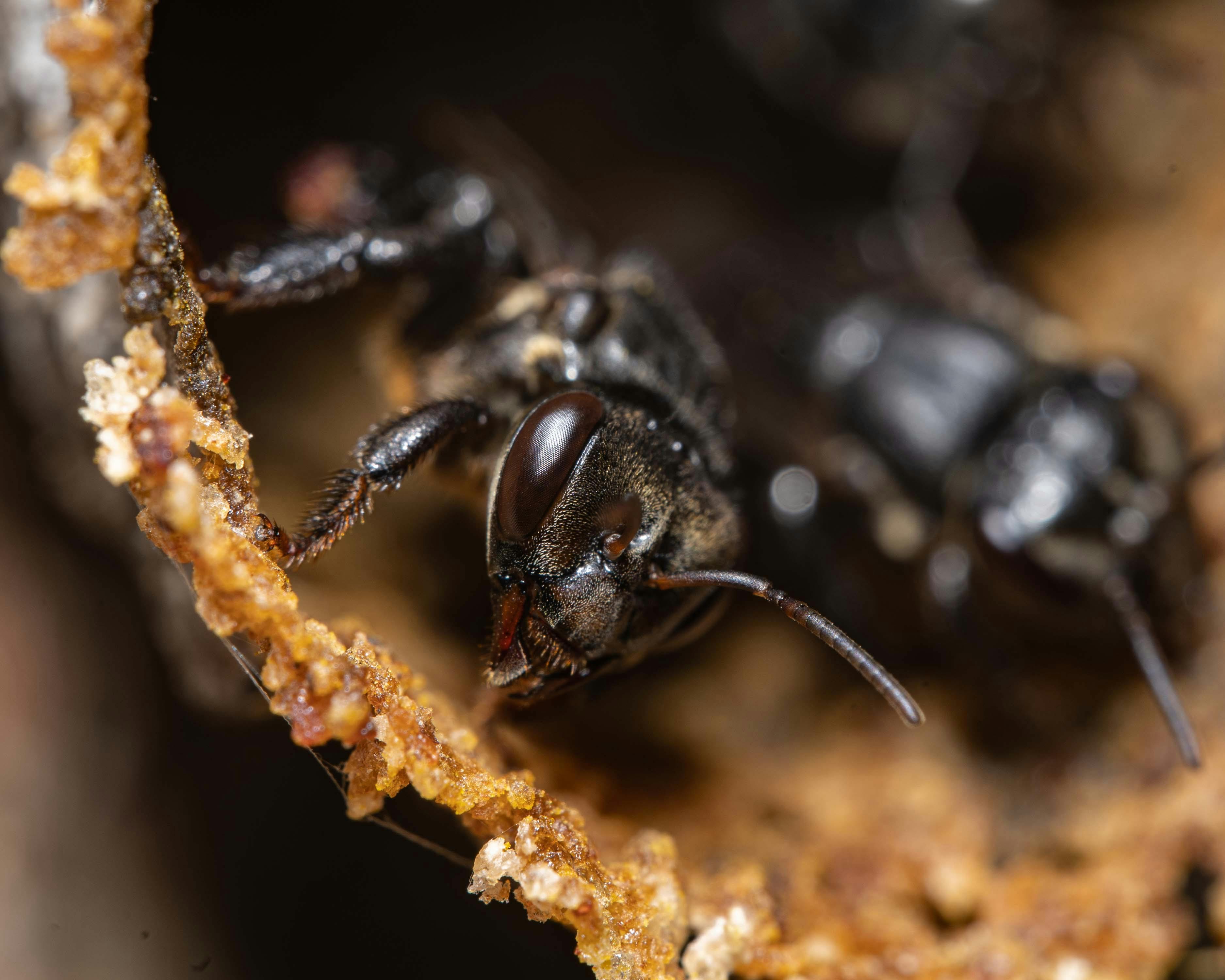 Stingless bee honey in a pot