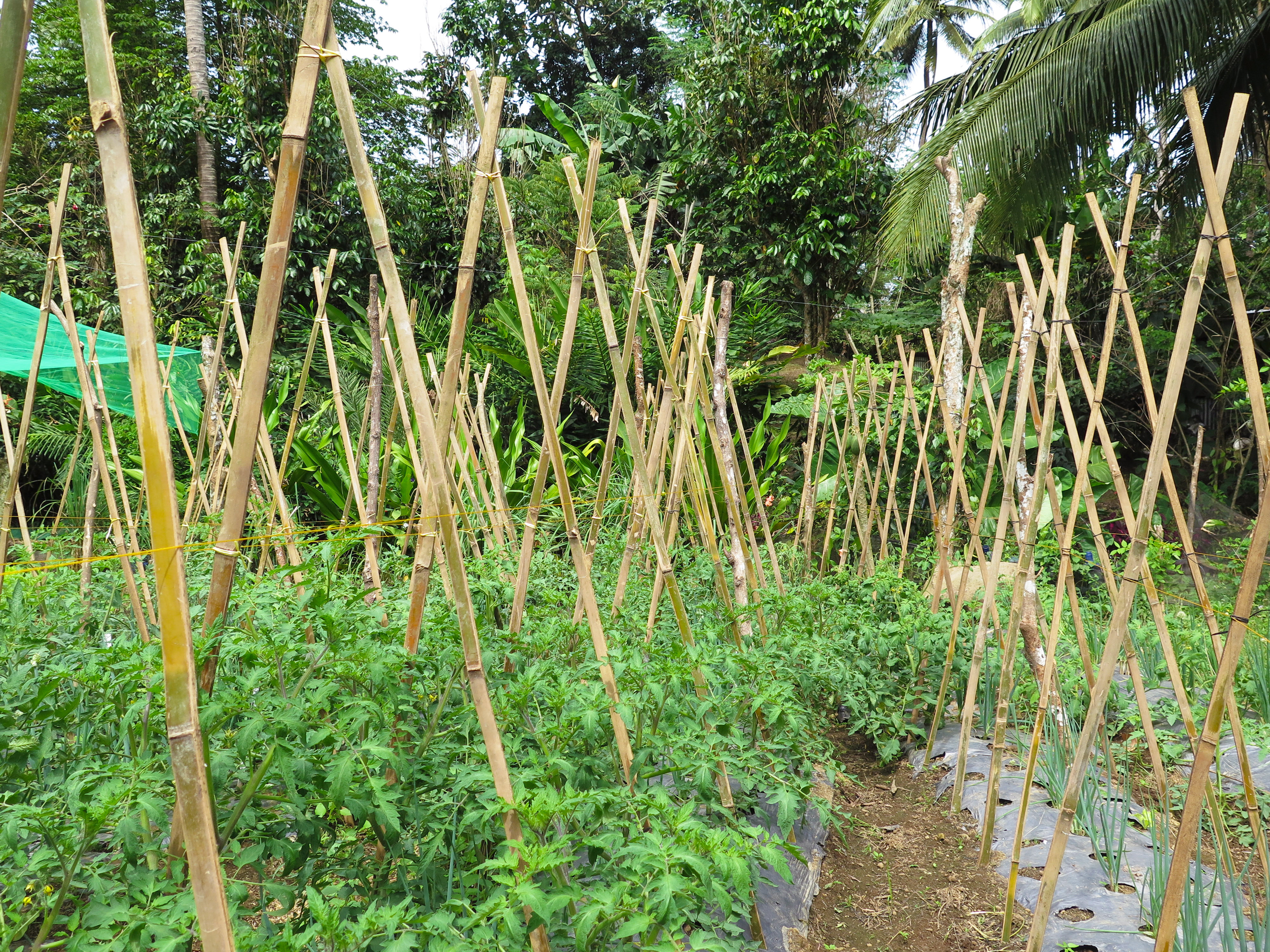 Stingless bee hives on a Philippine fruit farm