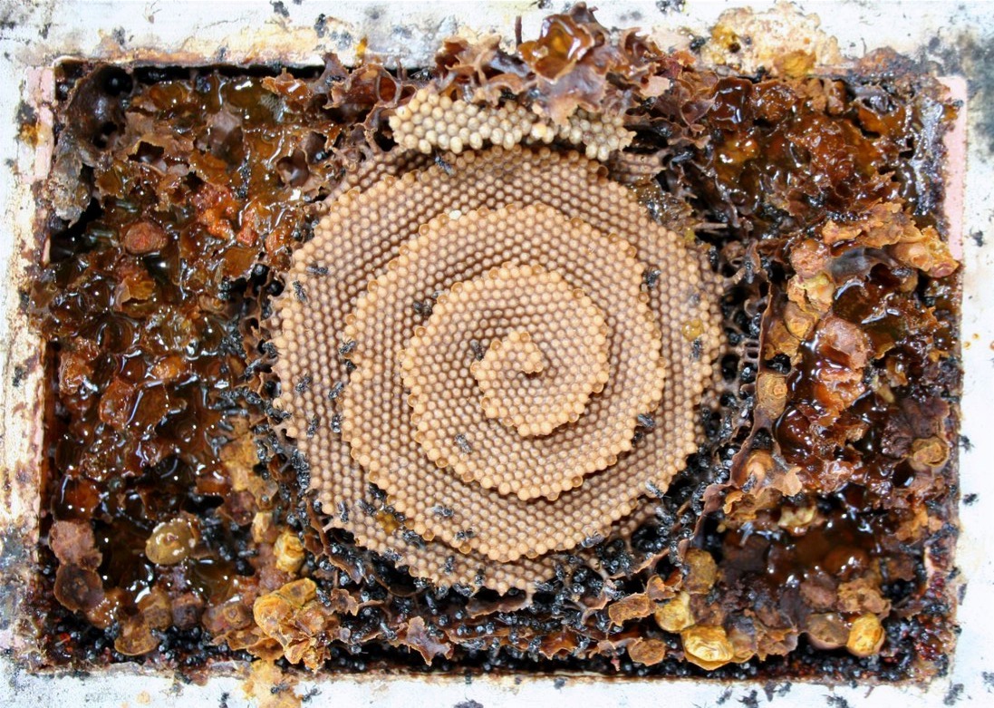 Stingless Trigona bees at a hive entrance