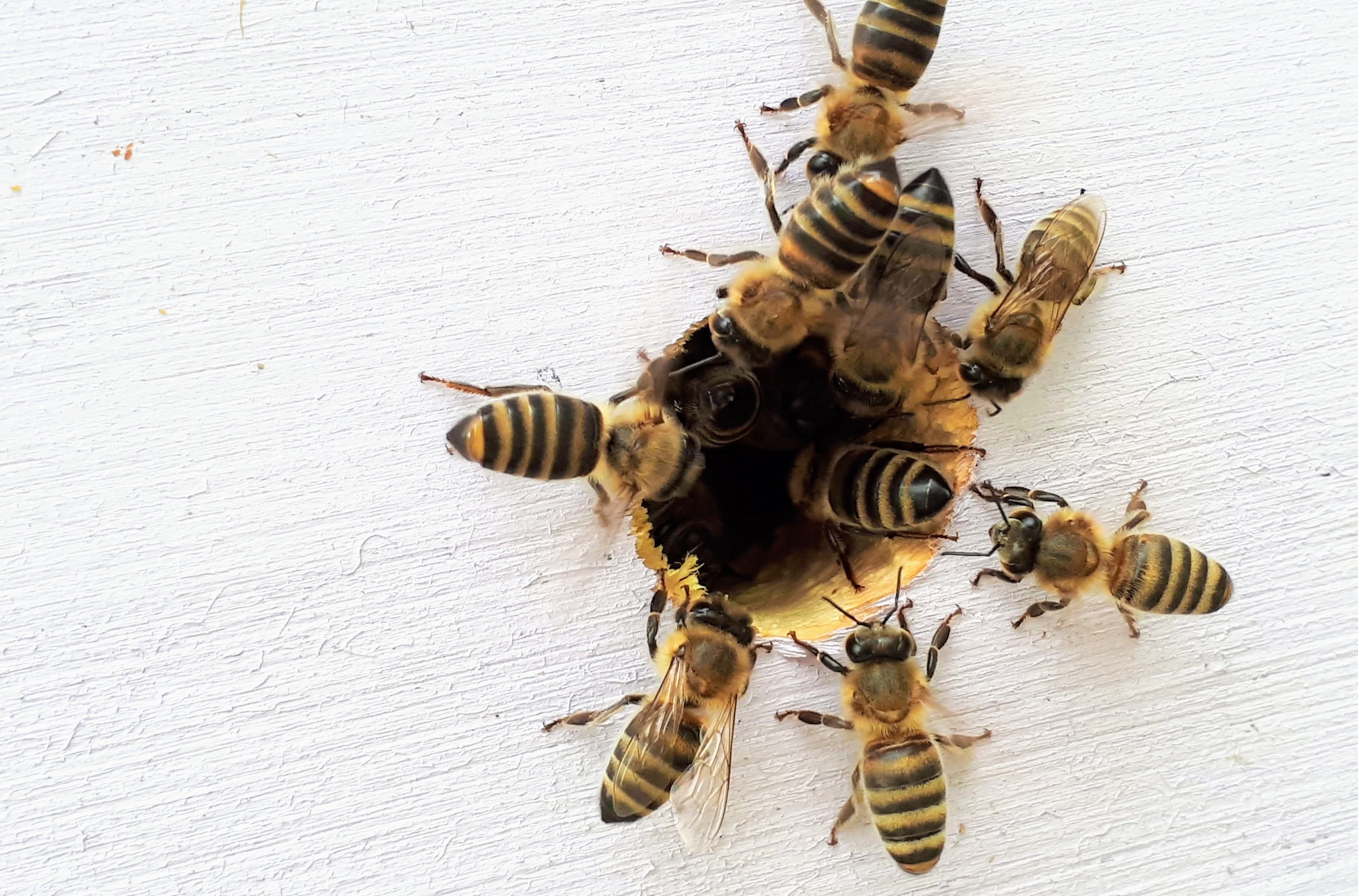 Raw propolis collected from a hive