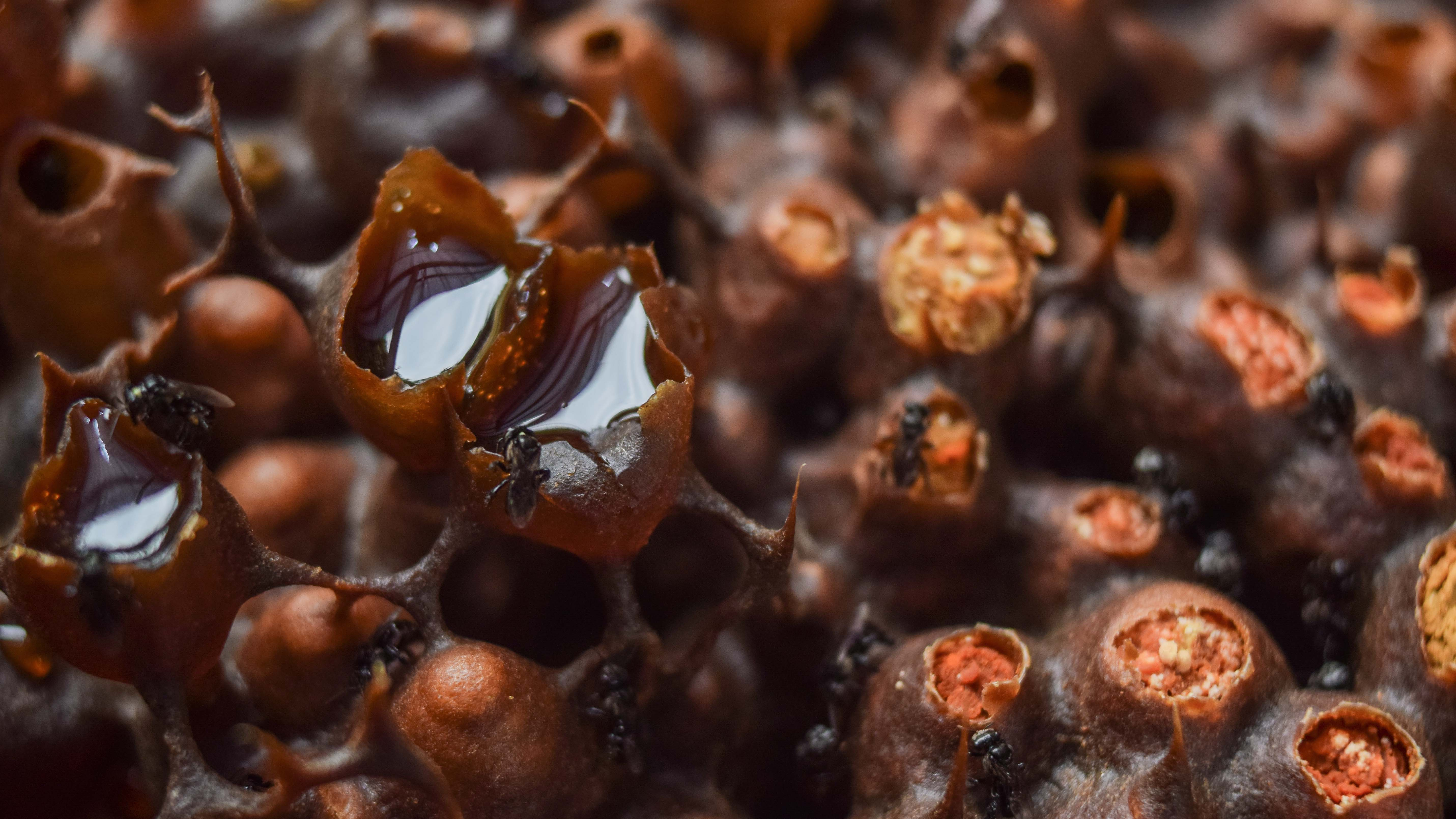 Cerumen storage pots inside a stingless bee hive