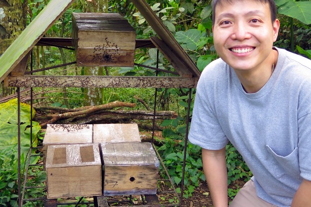 Bees pollinating a fruit crop