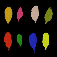 science colourful leaves.jpg