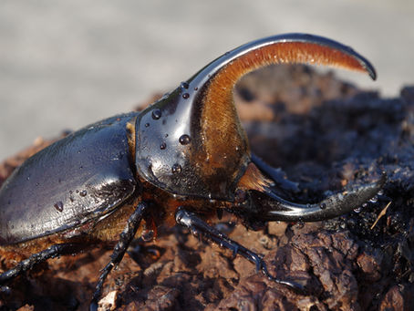 秋田県大館市発のカブトムシベンチャーである弊社「株式会社TOMUSHI」が「広域認定農業法人」として承認されました。