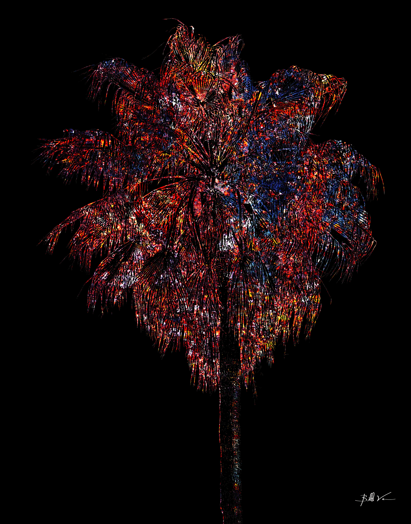 Mazatlan-Palm.gif