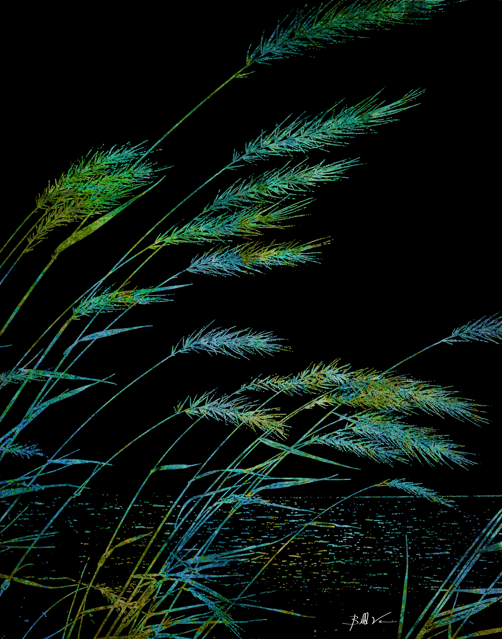 Sea-Oats-Black.gif