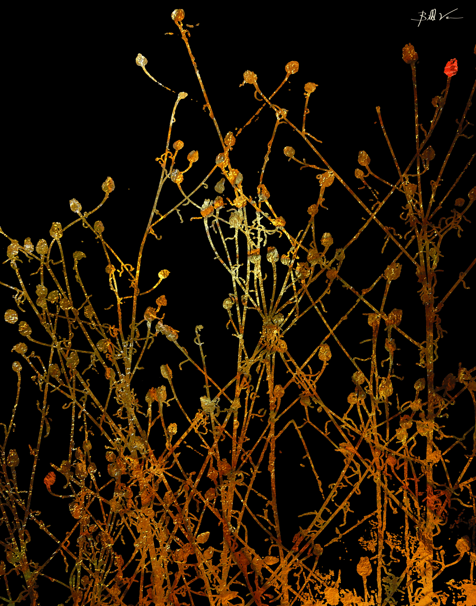Weed-Seed-Pods.gif
