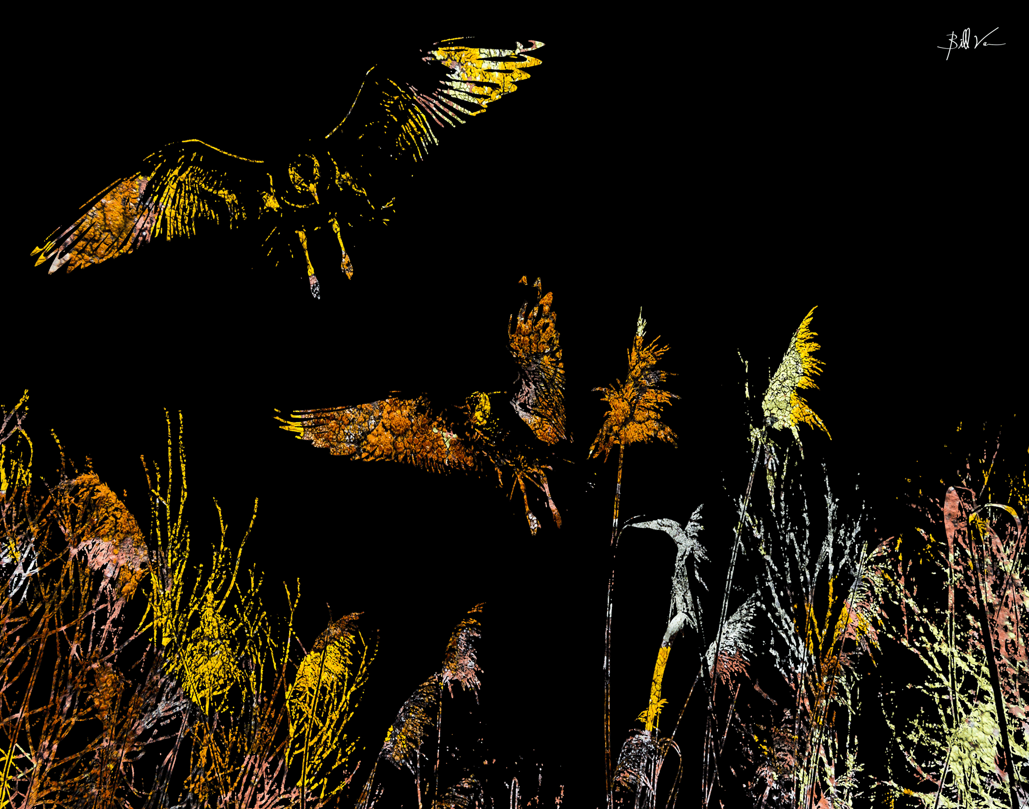 Landing-Gulls.gif