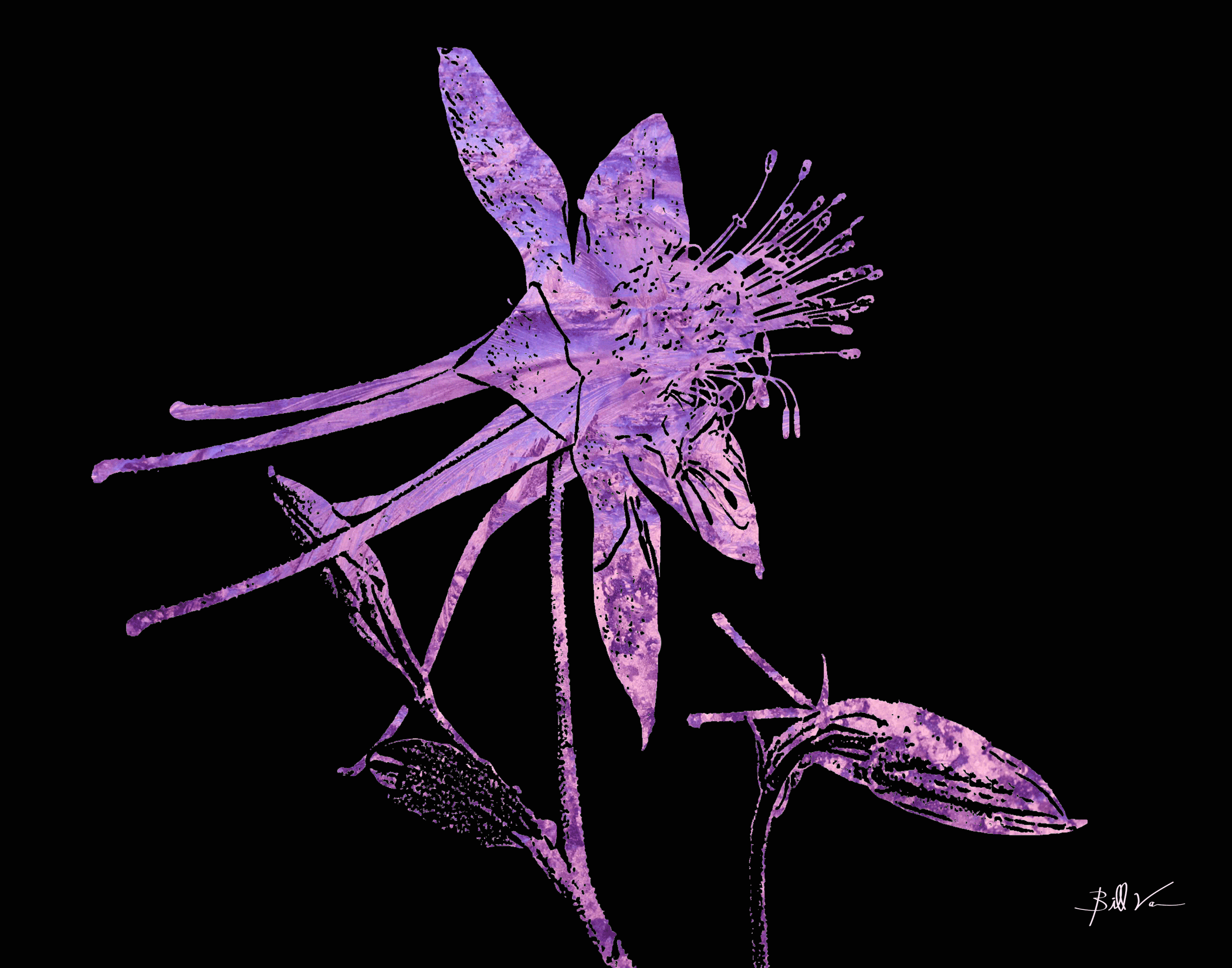 Columbine-Flower---Purple-Frost.gif