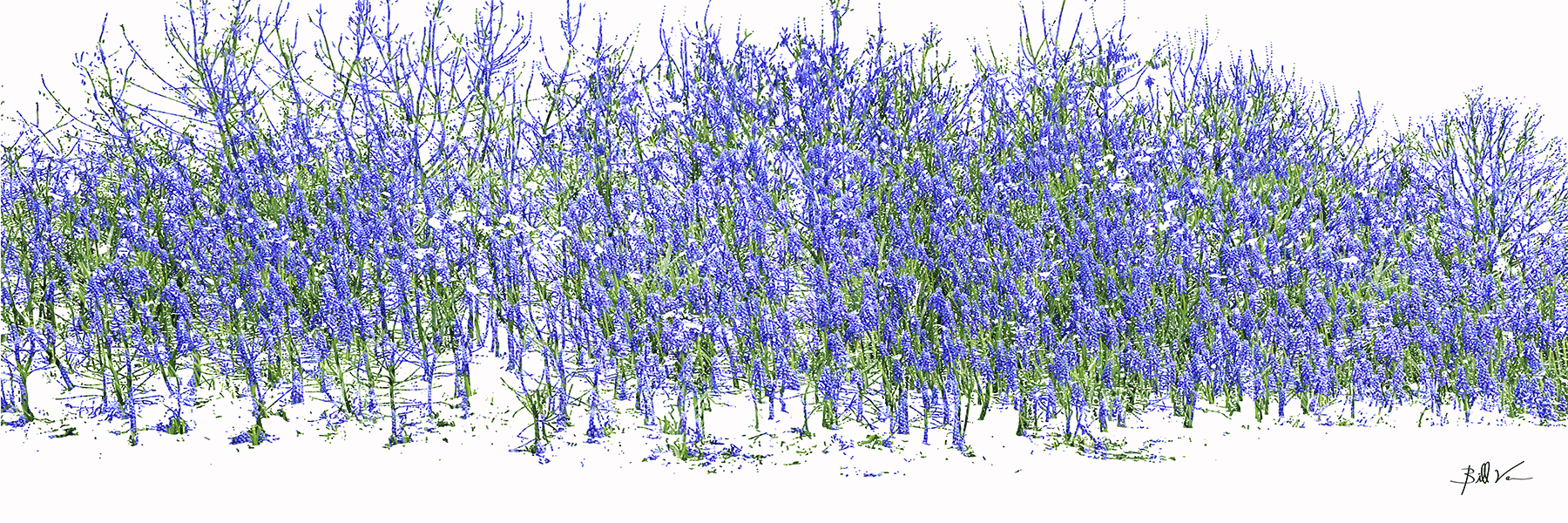 Blue-Bonnet-Grove.gif