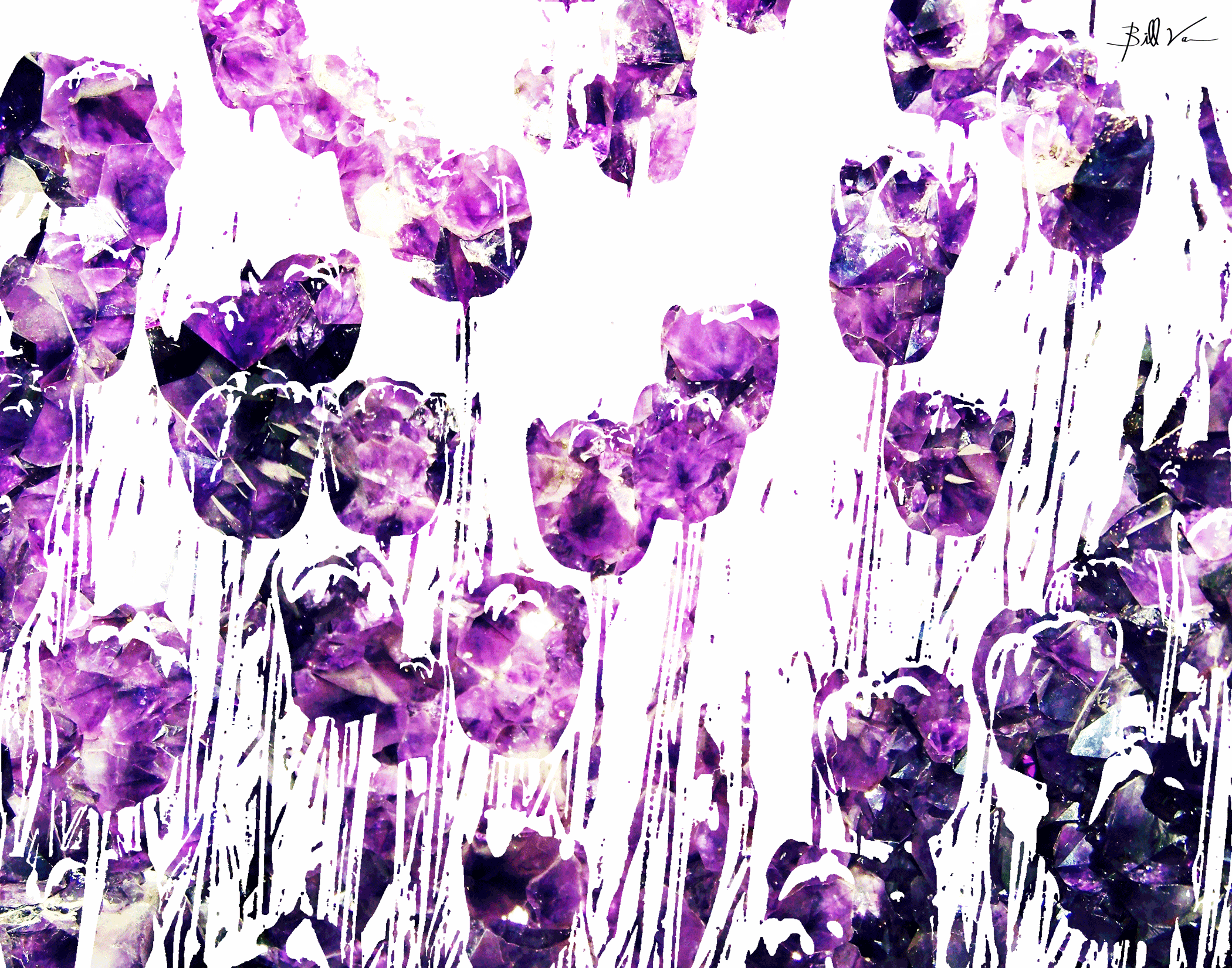 Tulips-Amethyst.gif