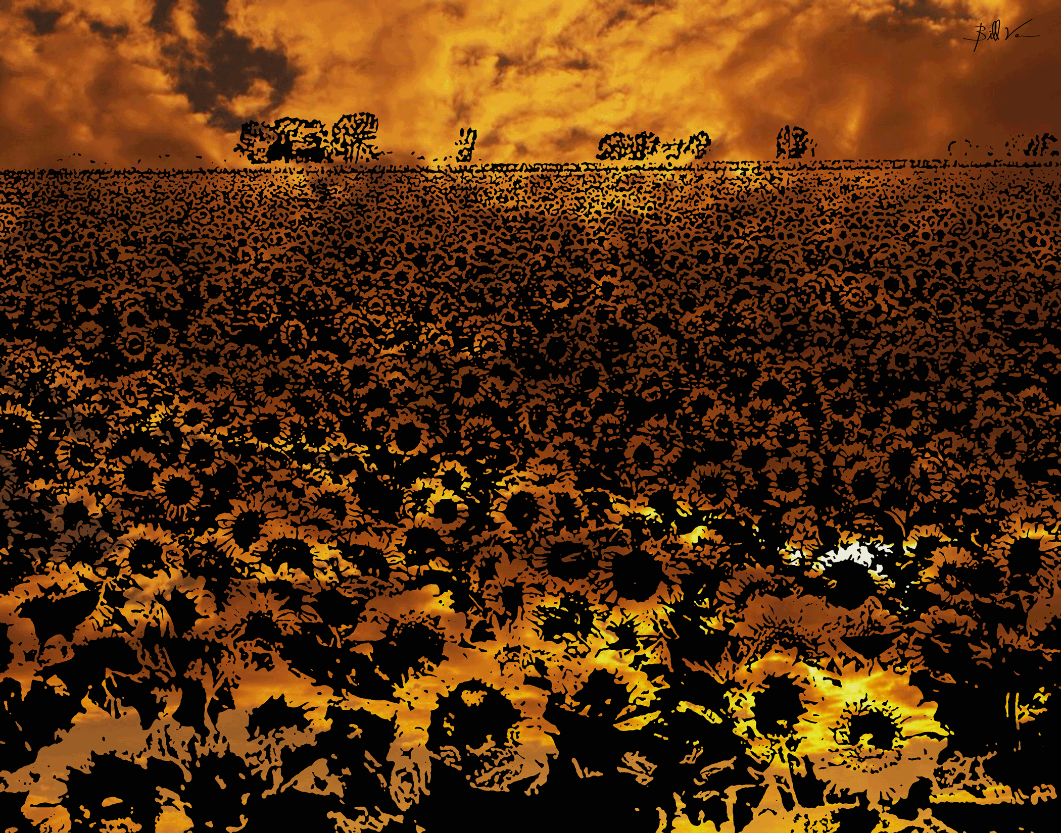 Field-of-Sunflowers-Golden-Sky.gif
