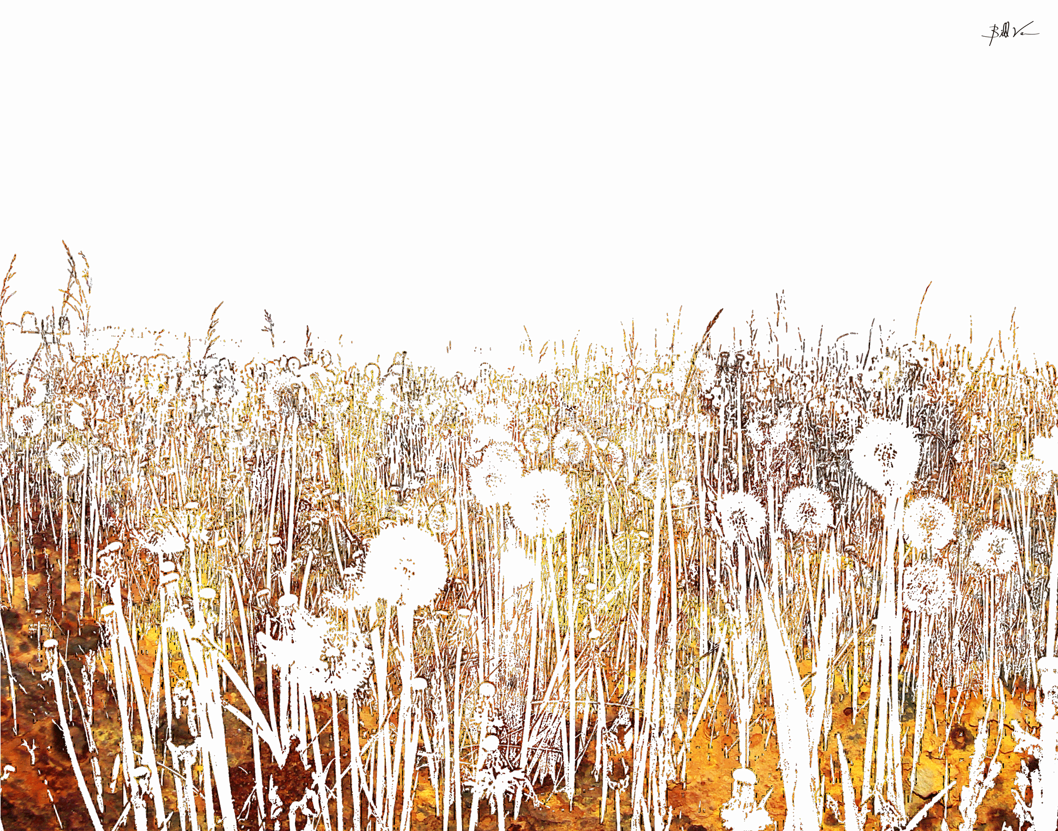 Dandelions-Yellow-Rust.gif