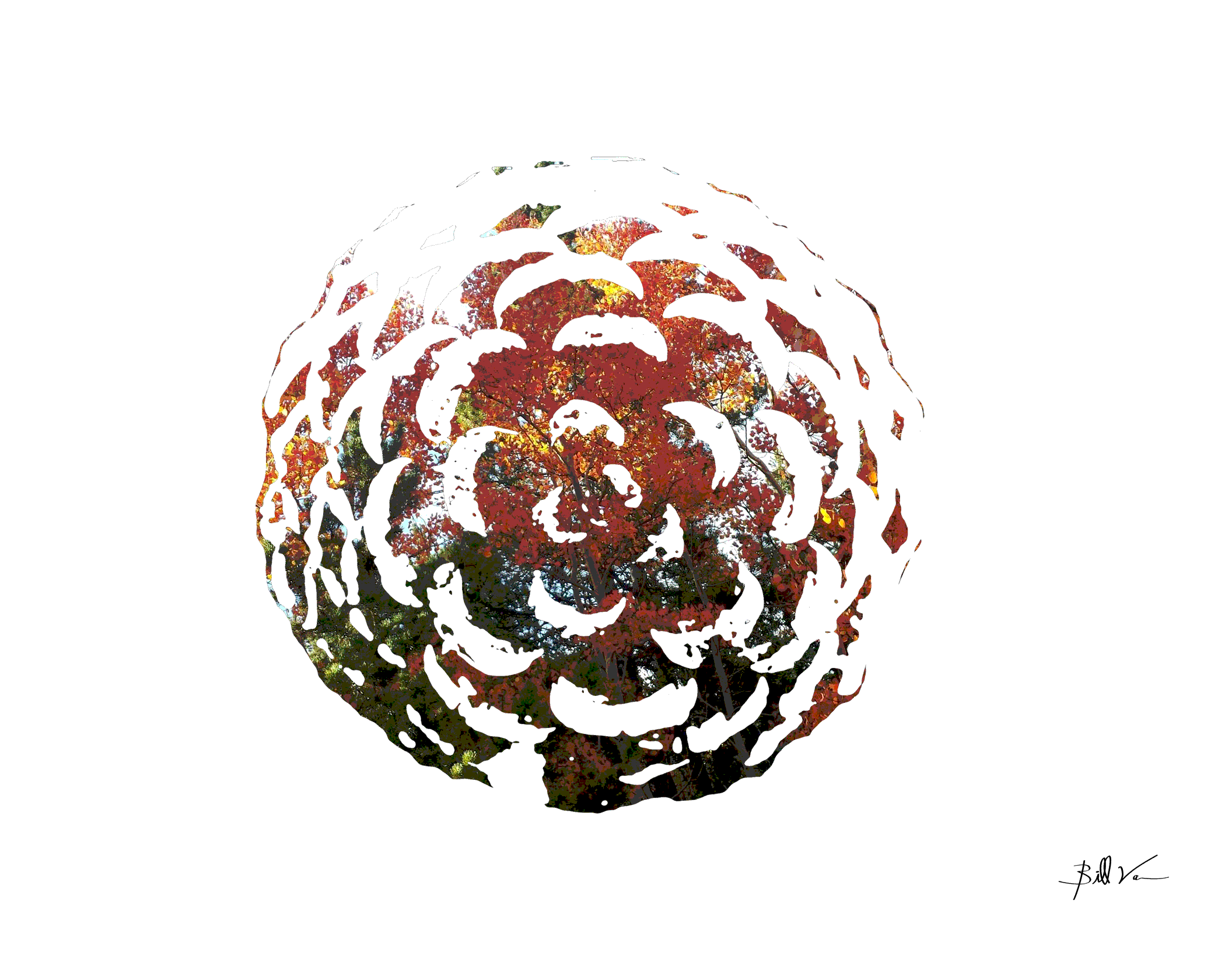 Pine-Cone-Top-Aspens.gif