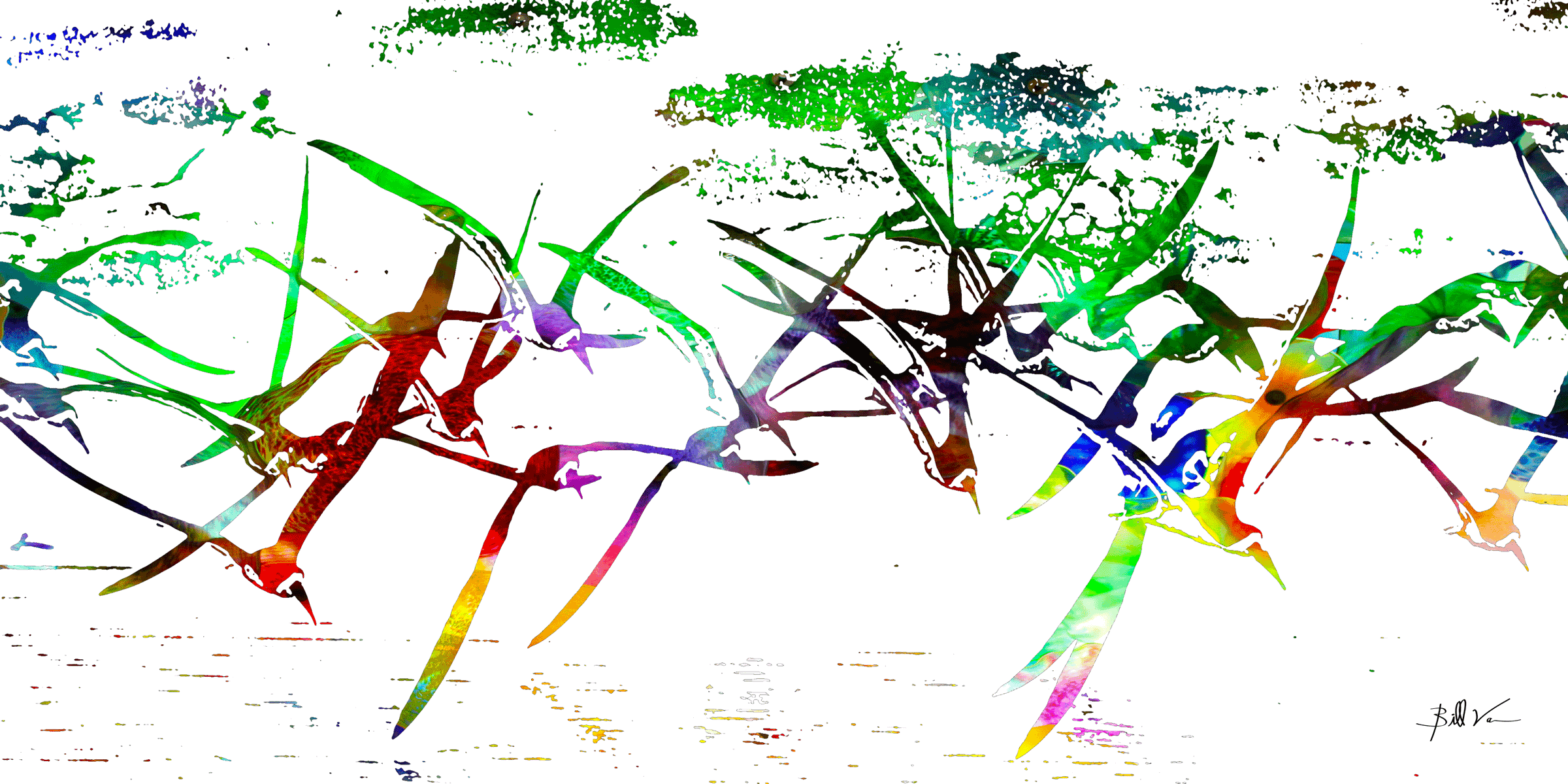 Seabirds.gif