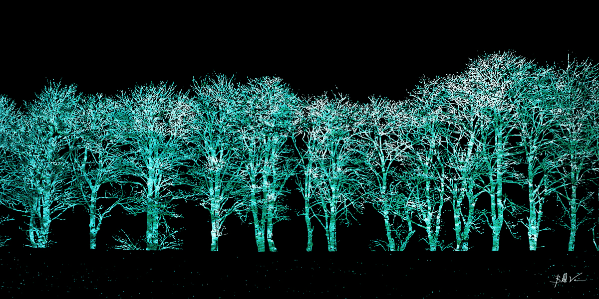 Line-of-Trees.gif