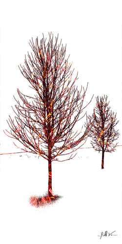 Dos Trees 4 x 8.jpg