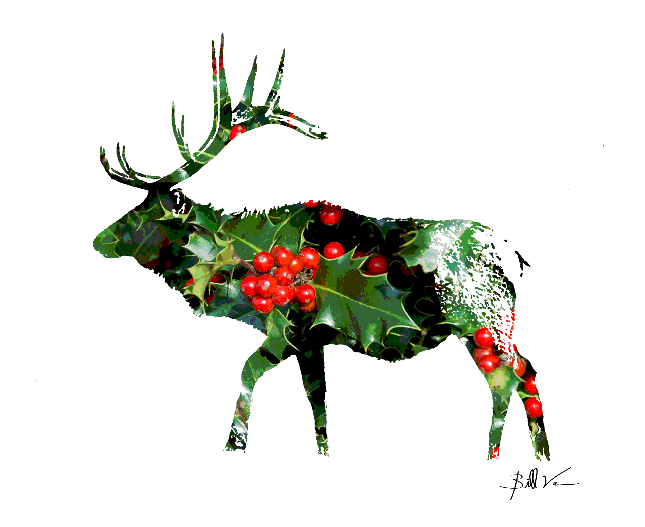 Bull-Elk-Holly.gif