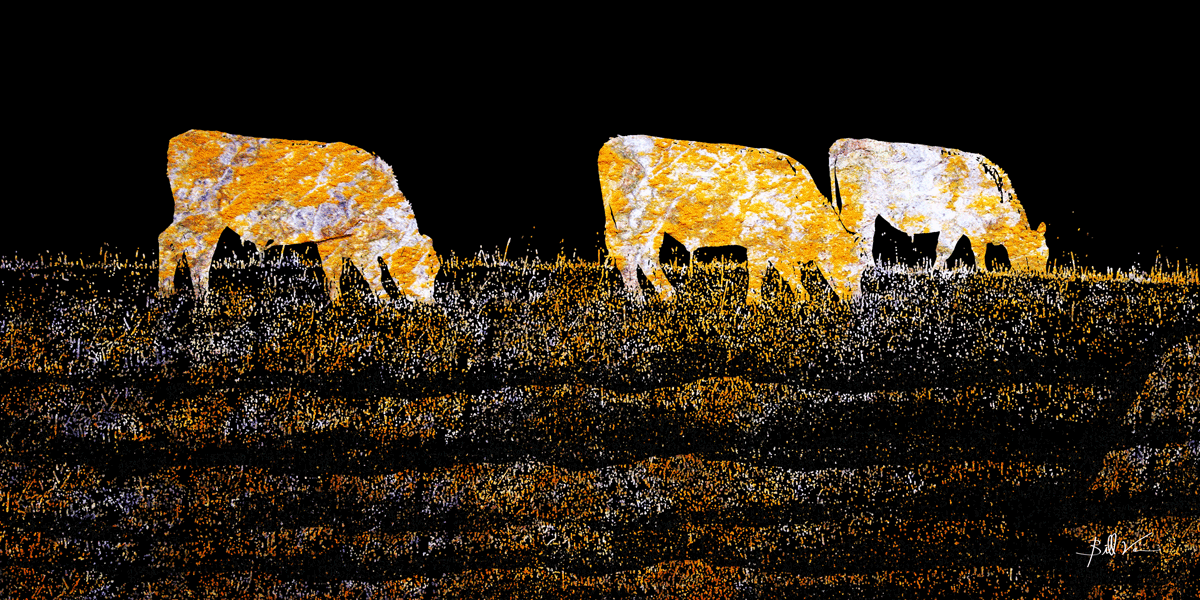 Cows-in-the-Field-Black.gif